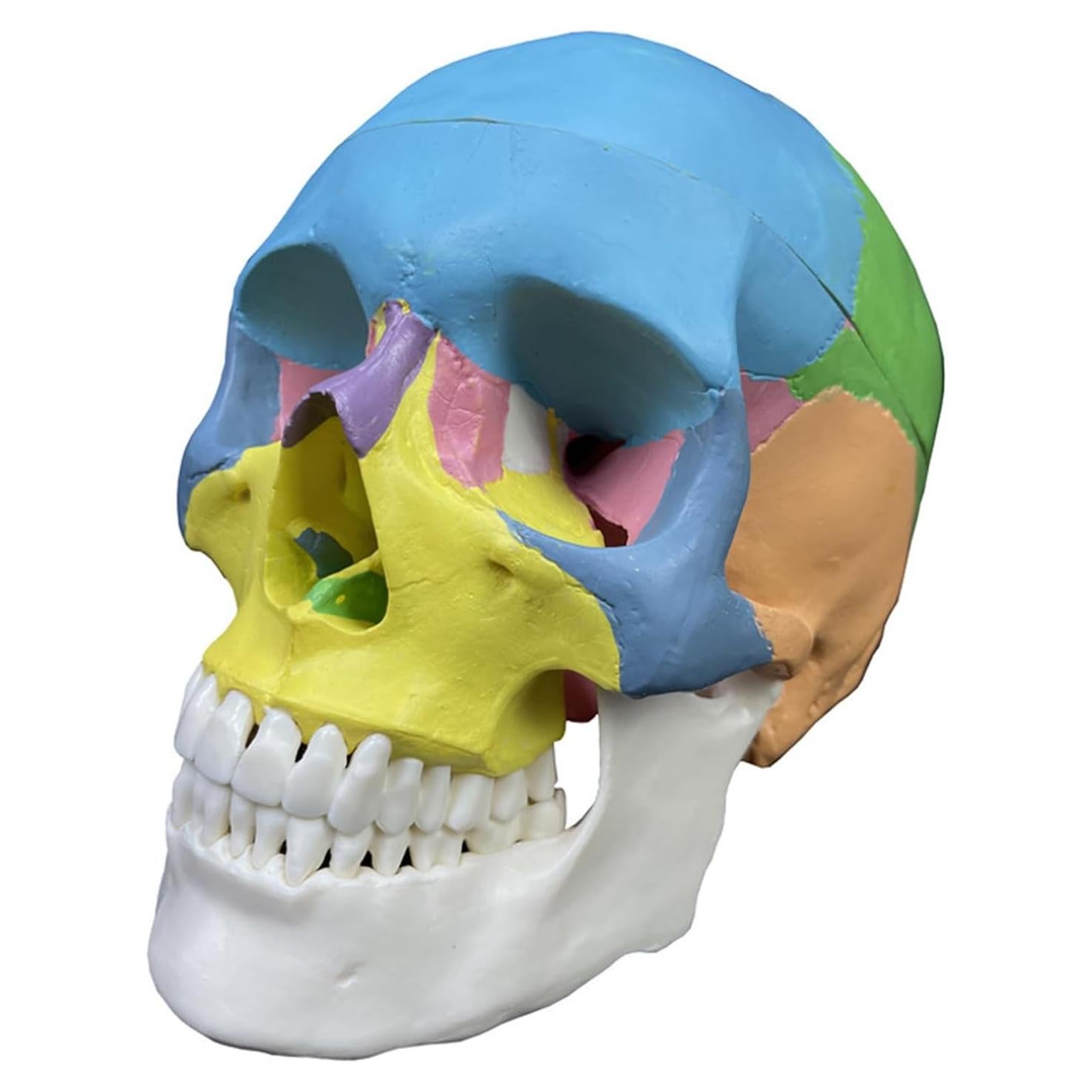 Modelo de Cráneo Humano Anatómico 20.32 cm 3-Partes Haobase