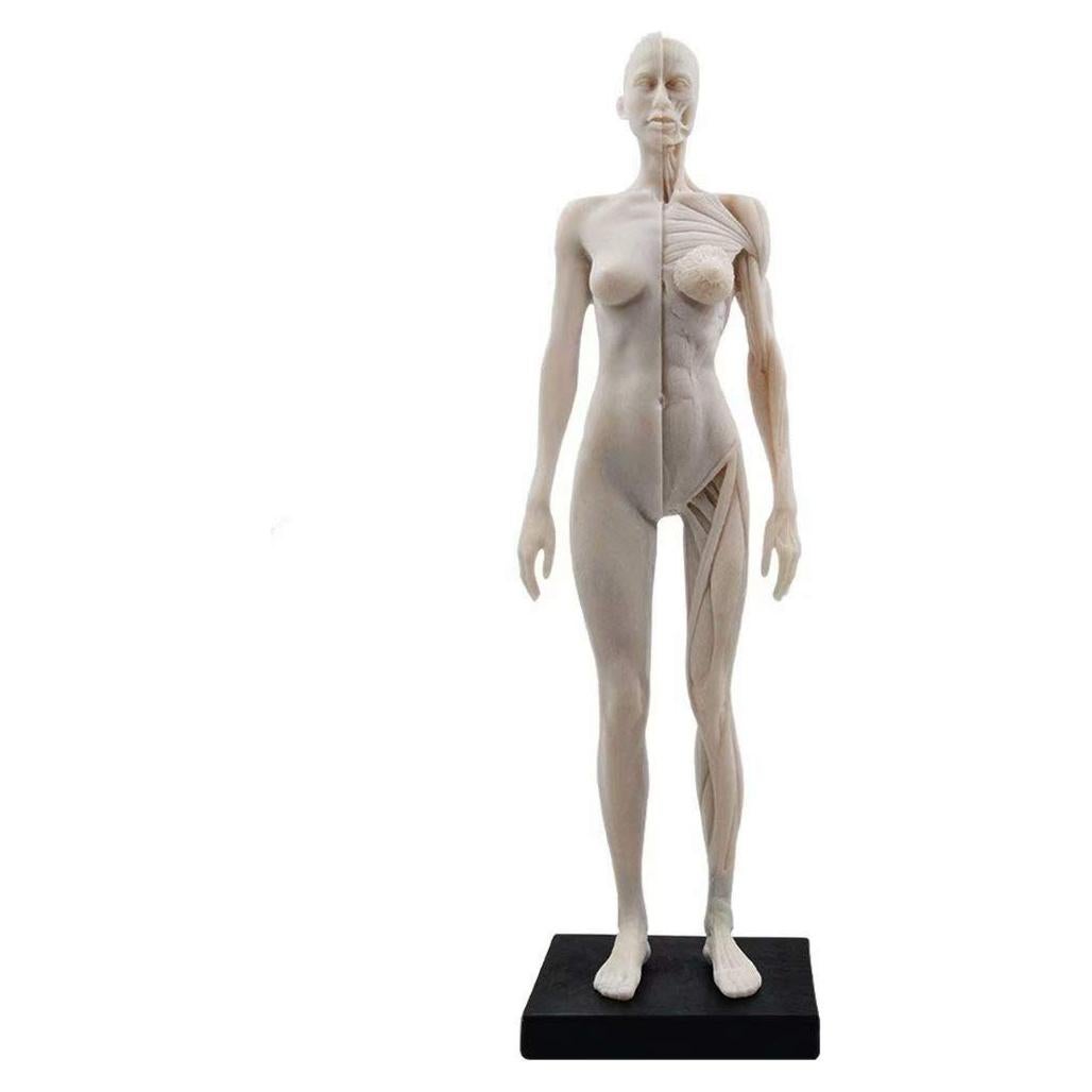 Figura Anatómica Humano Femenino 11" Global-Dental Detalle Realista