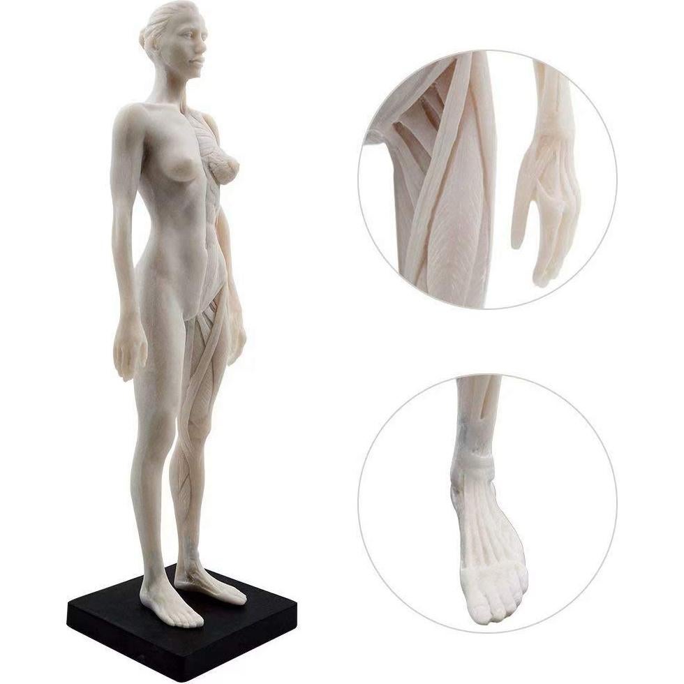 Figura Anatómica Humano Femenino 11" Global-Dental Detalle Realista