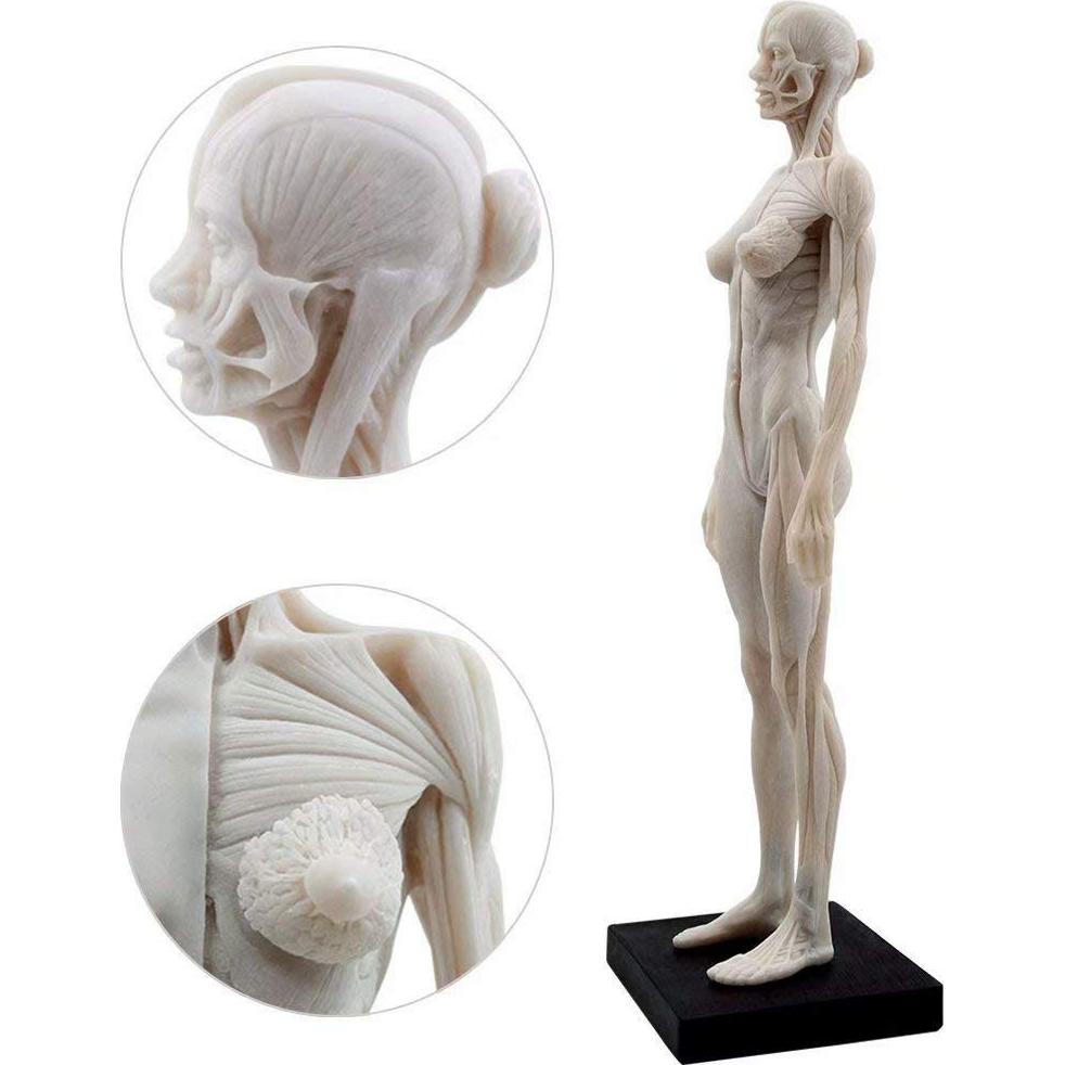 Figura Anatómica Humano Femenino 11" Global-Dental Detalle Realista