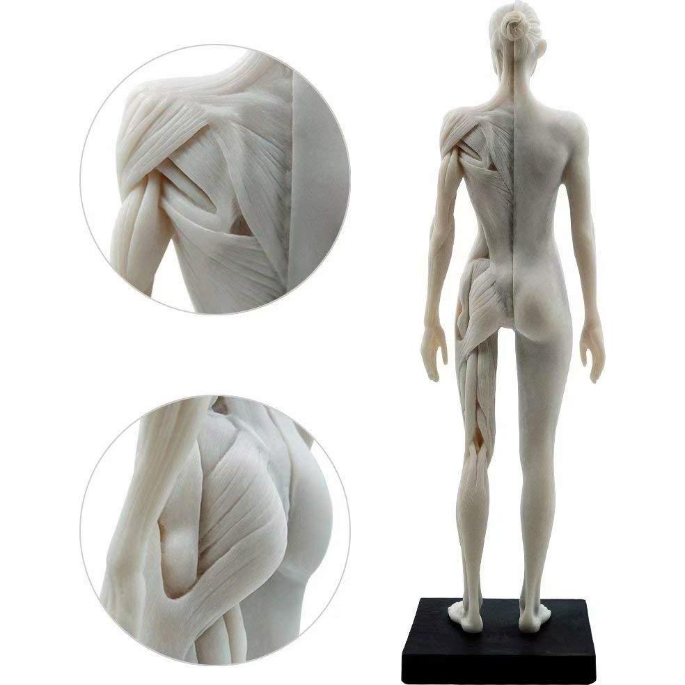 Figura Anatómica Humano Femenino 11" Global-Dental Detalle Realista