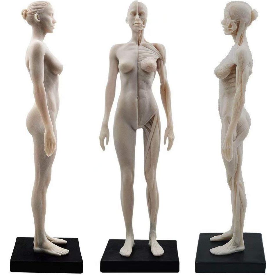 Figura Anatómica Humano Femenino 11" Global-Dental Detalle Realista