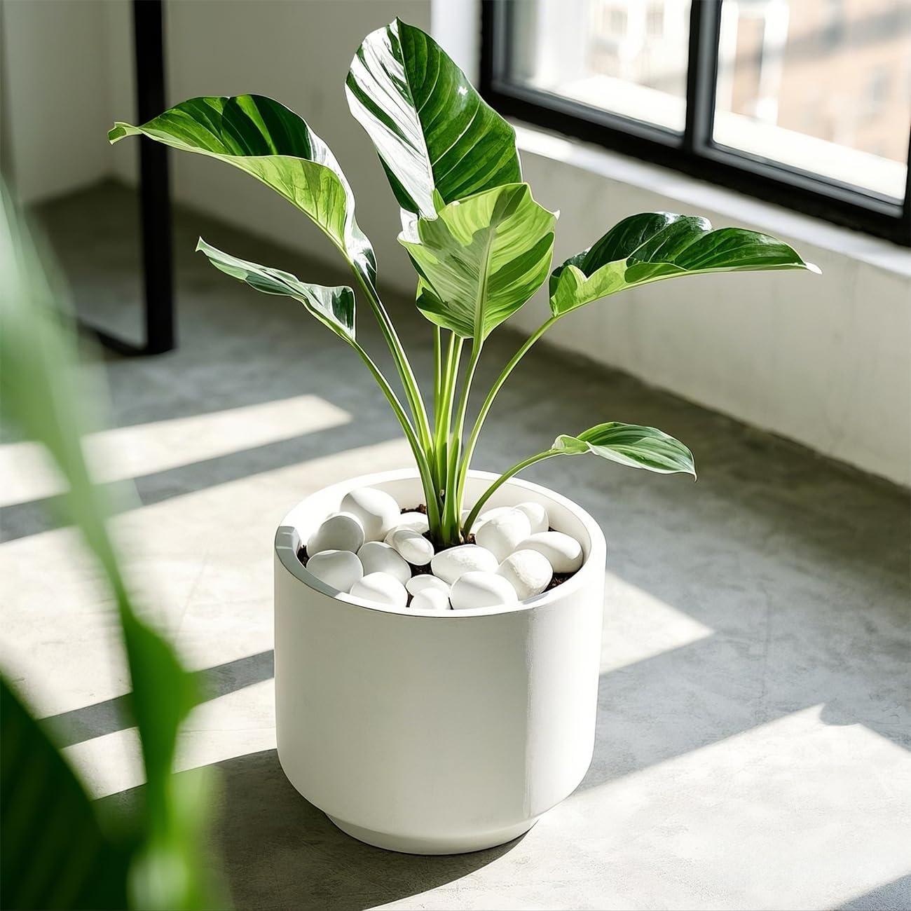 Rocas de Río Pulidas 2.27 Kg para Jardín y Acuario - RooTrimmer