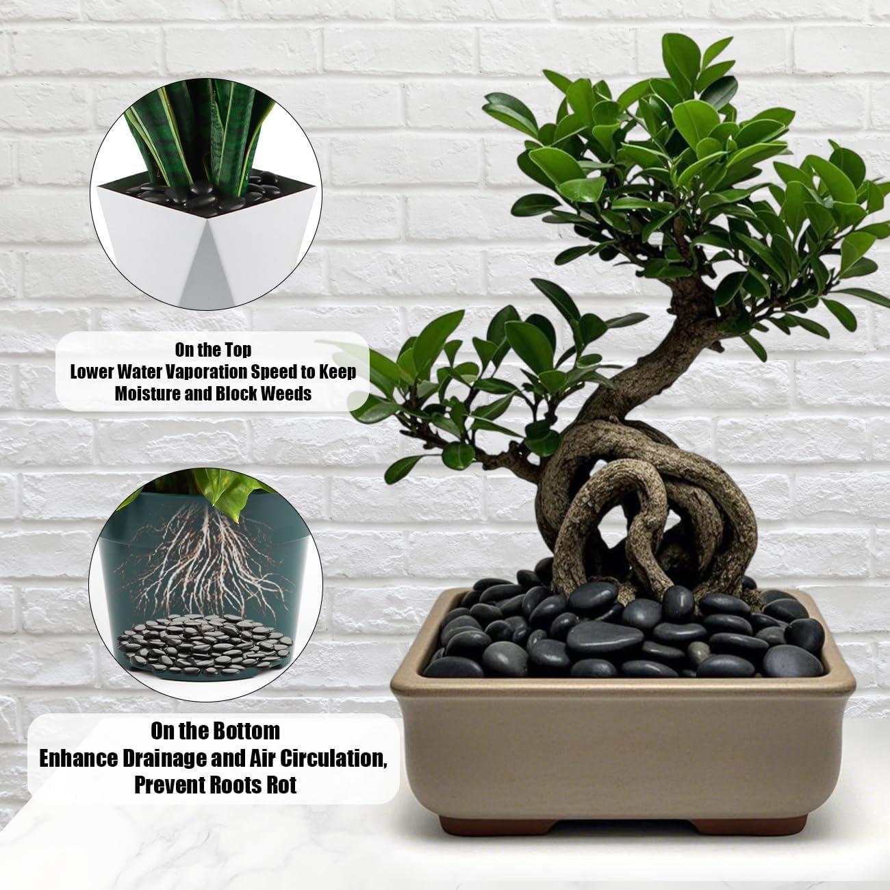 Piedras de Río 2.27 kg RooTrimmer para Plantas y Decoración