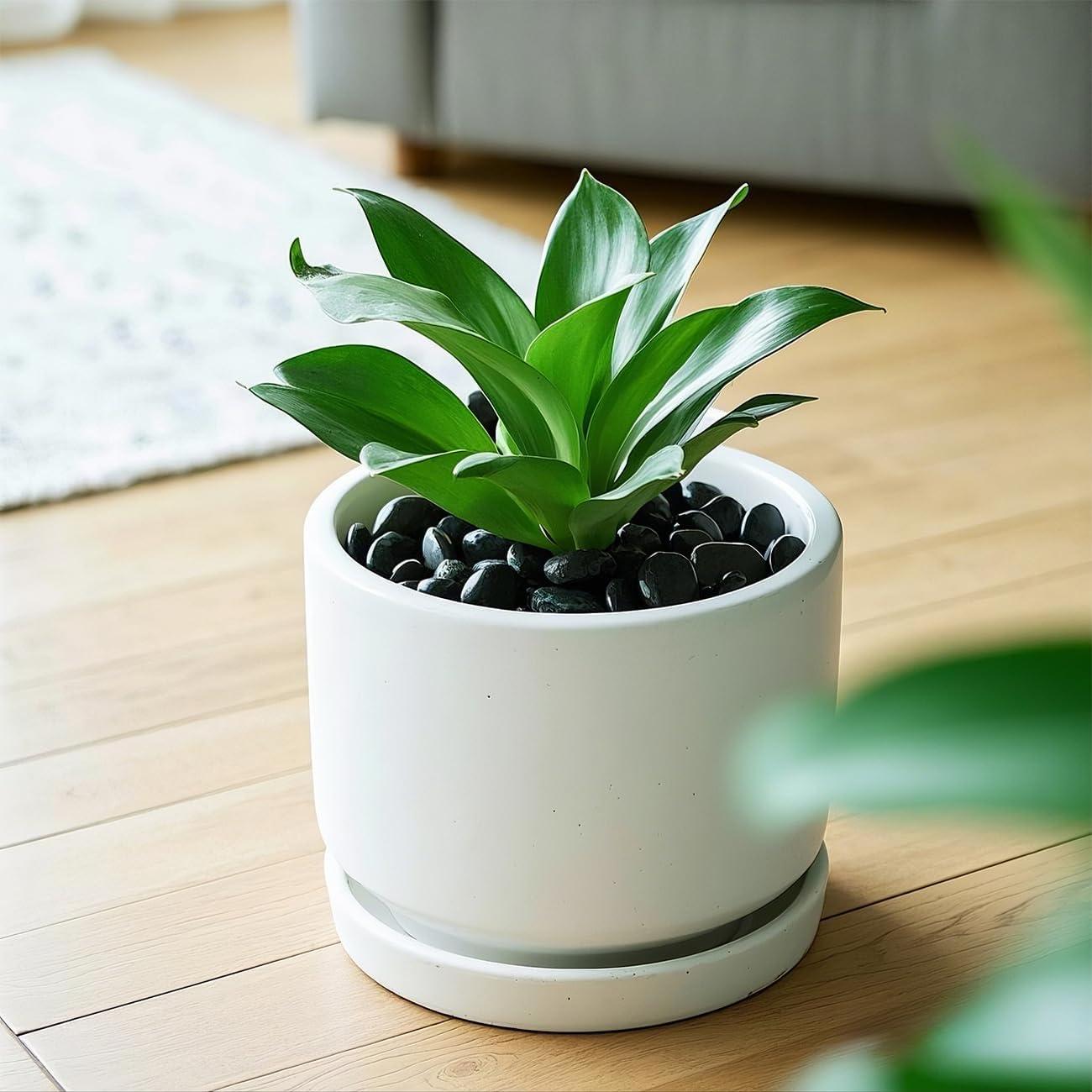 Piedras de Río 2.27 kg RooTrimmer para Plantas y Decoración