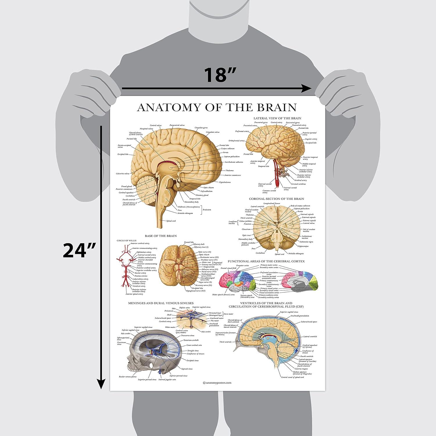 Cartel de Anatomía del Cerebro Palace Learning Laminado 68.58x45.72cm