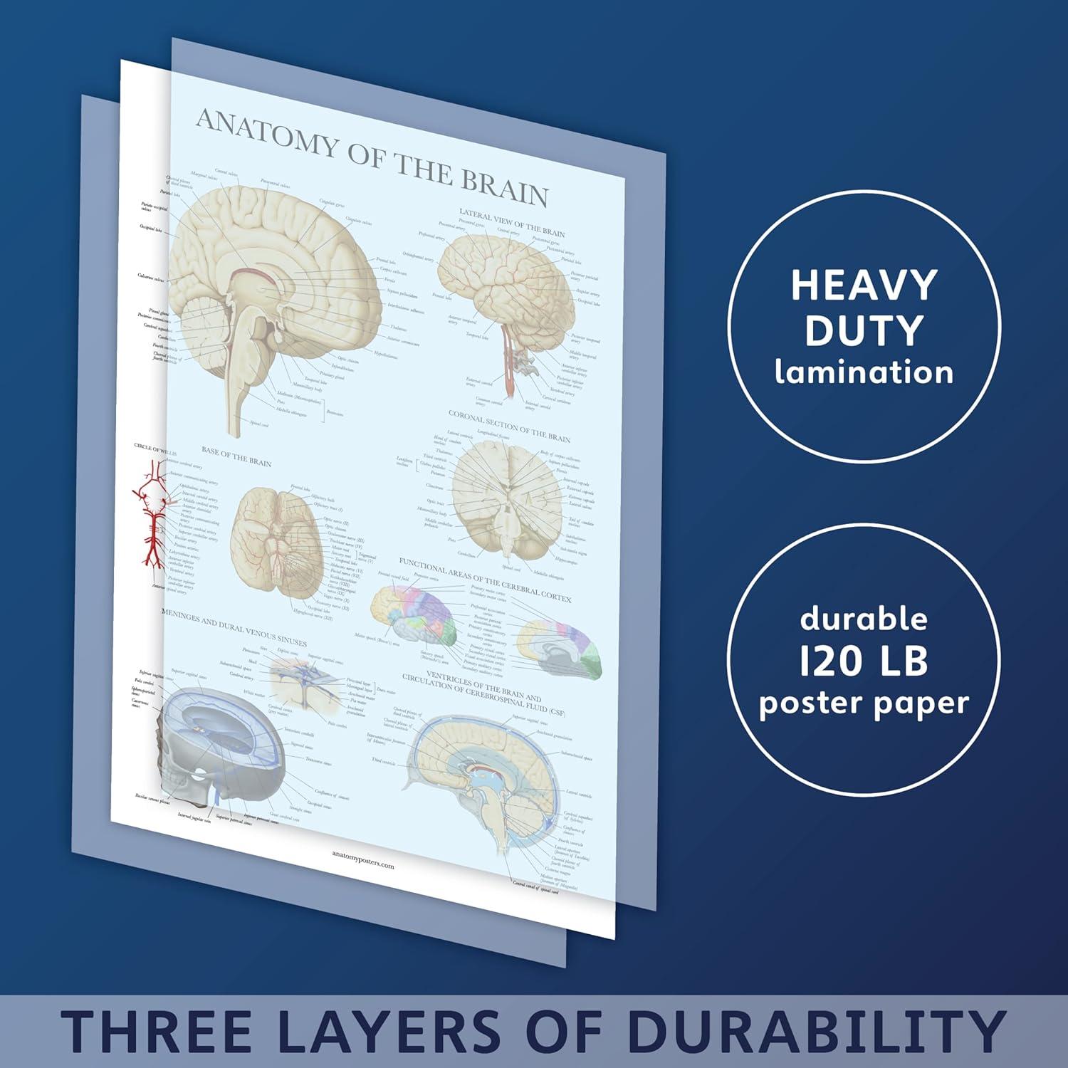 Cartel de Anatomía del Cerebro Palace Learning Laminado 68.58x45.72cm