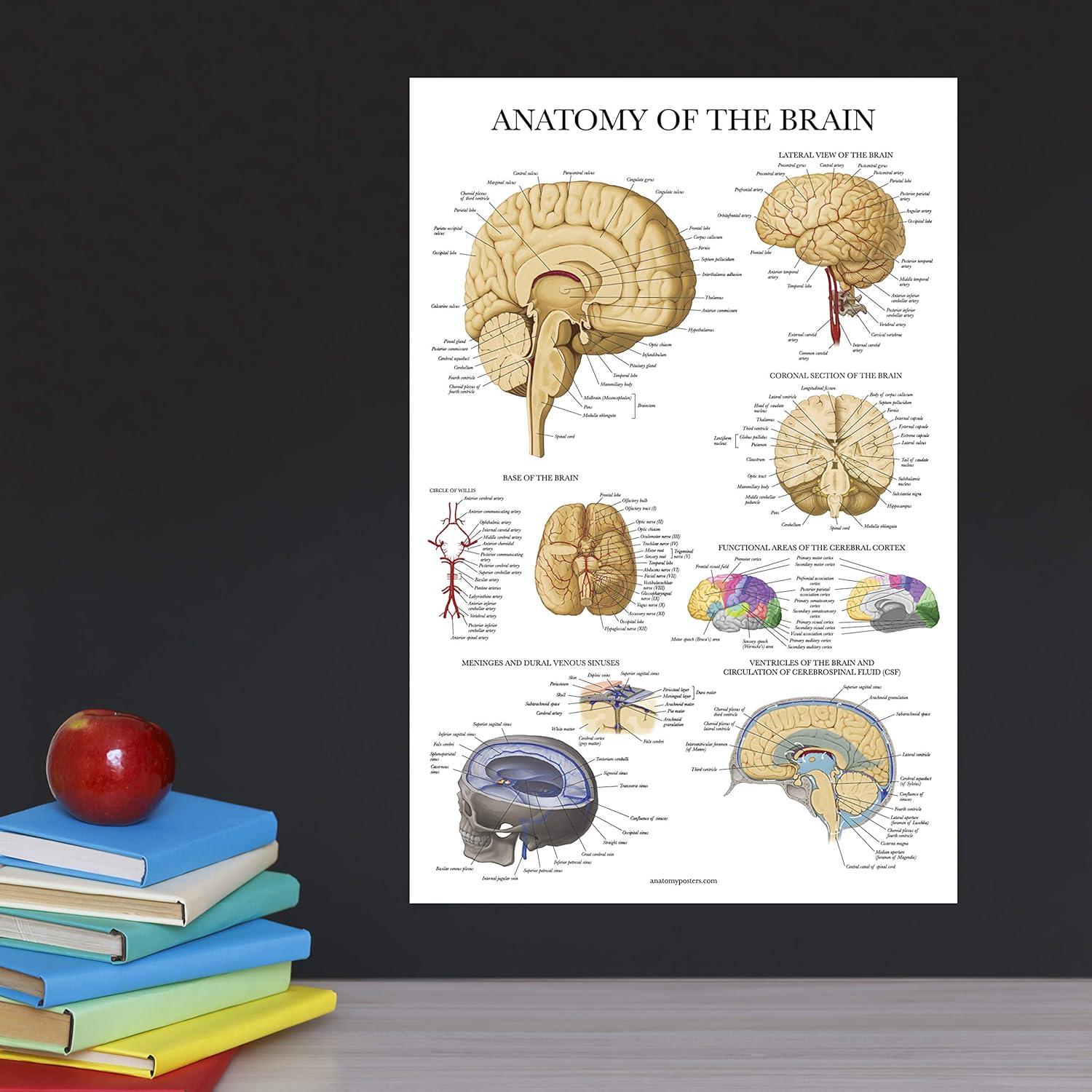 Cartel de Anatomía del Cerebro Palace Learning Laminado 68.58x45.72cm