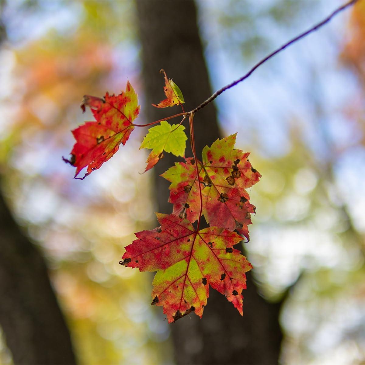 Lente Sigma 30mm f/1.4 DC DN Canon RF - Paquete Básico