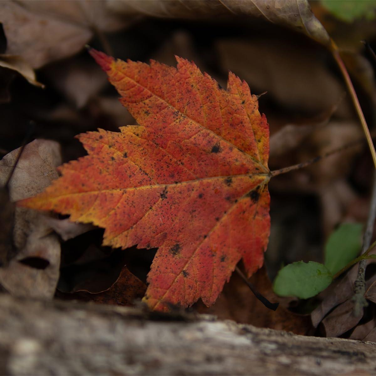 Lente Sigma 30mm f/1.4 DC DN Canon RF - Paquete Básico