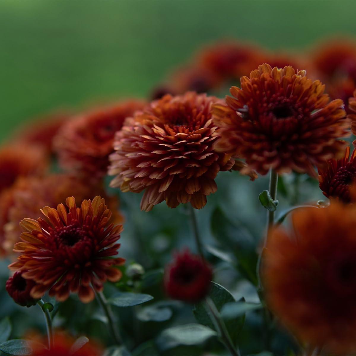 Lente Sigma 30mm f/1.4 DC DN Canon RF - Paquete Básico