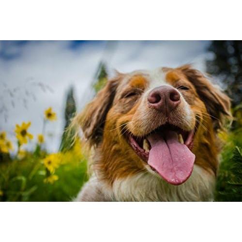 Vitaminas Ultra para Perros Mayores - Masticables 90 Unidades