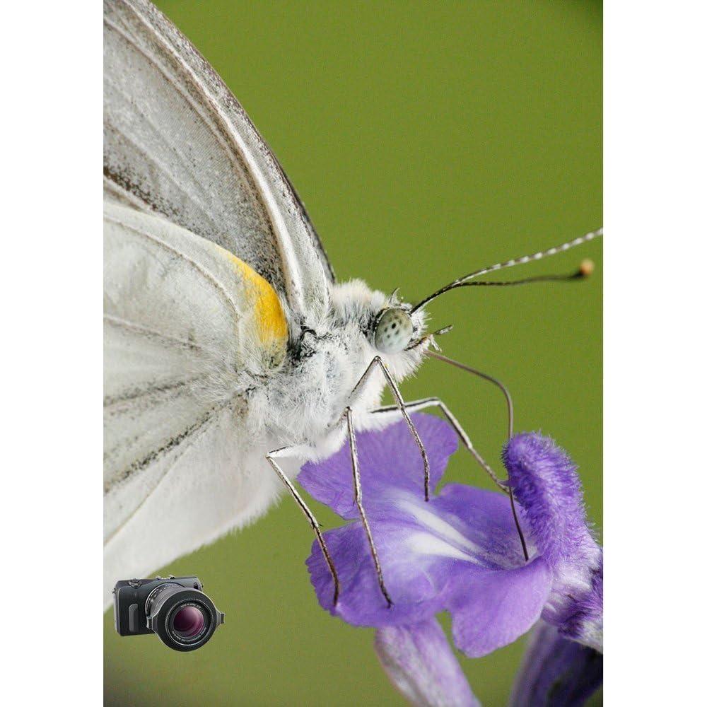 Lente Macro Raynox DCR-250 Snap-On 59.53g 52-67mm