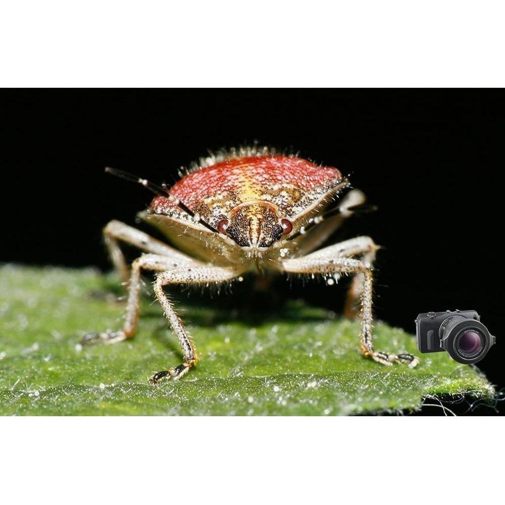 Lente Macro Raynox DCR-250 Snap-On 59.53g 52-67mm