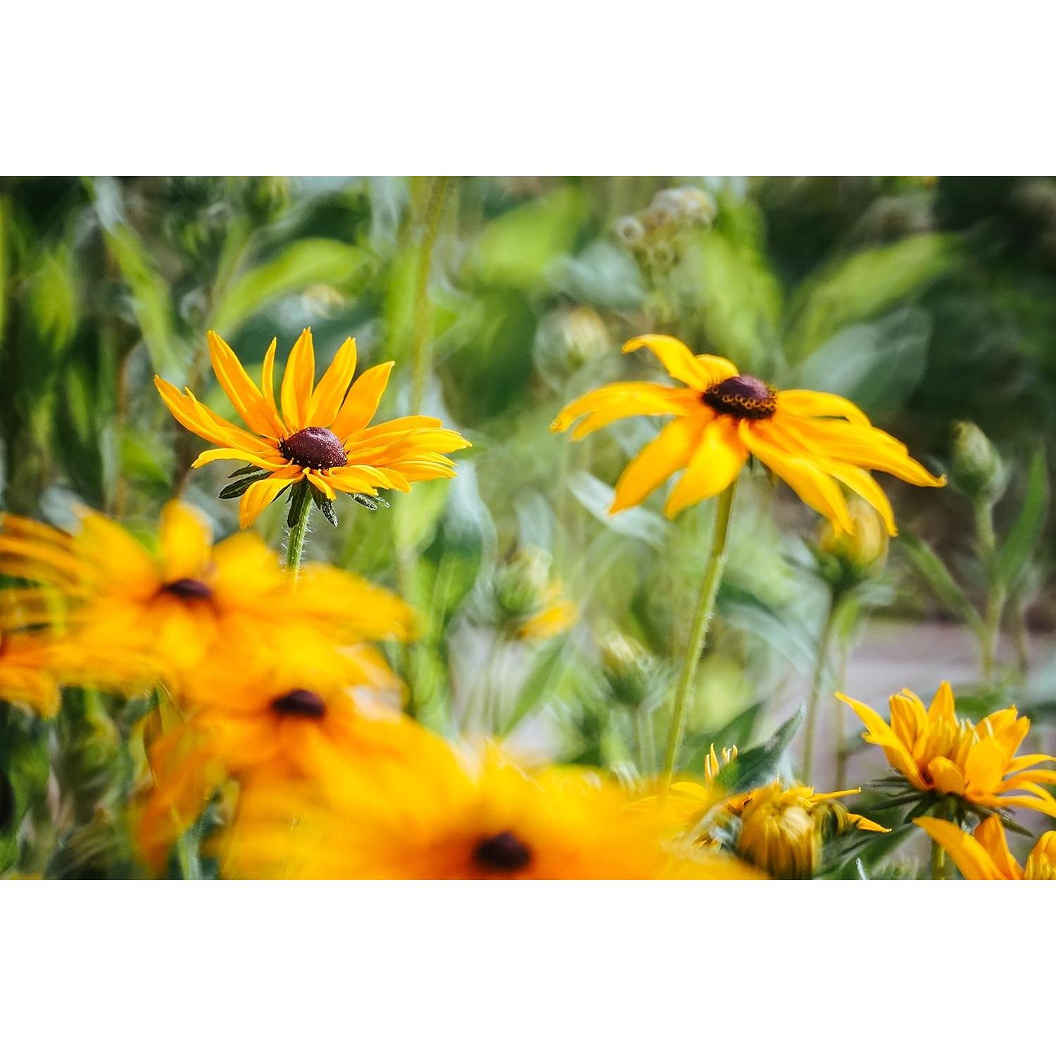 Lente Reflex Samyang 300mm F6.3 para Nikon - Compacta y Ligera