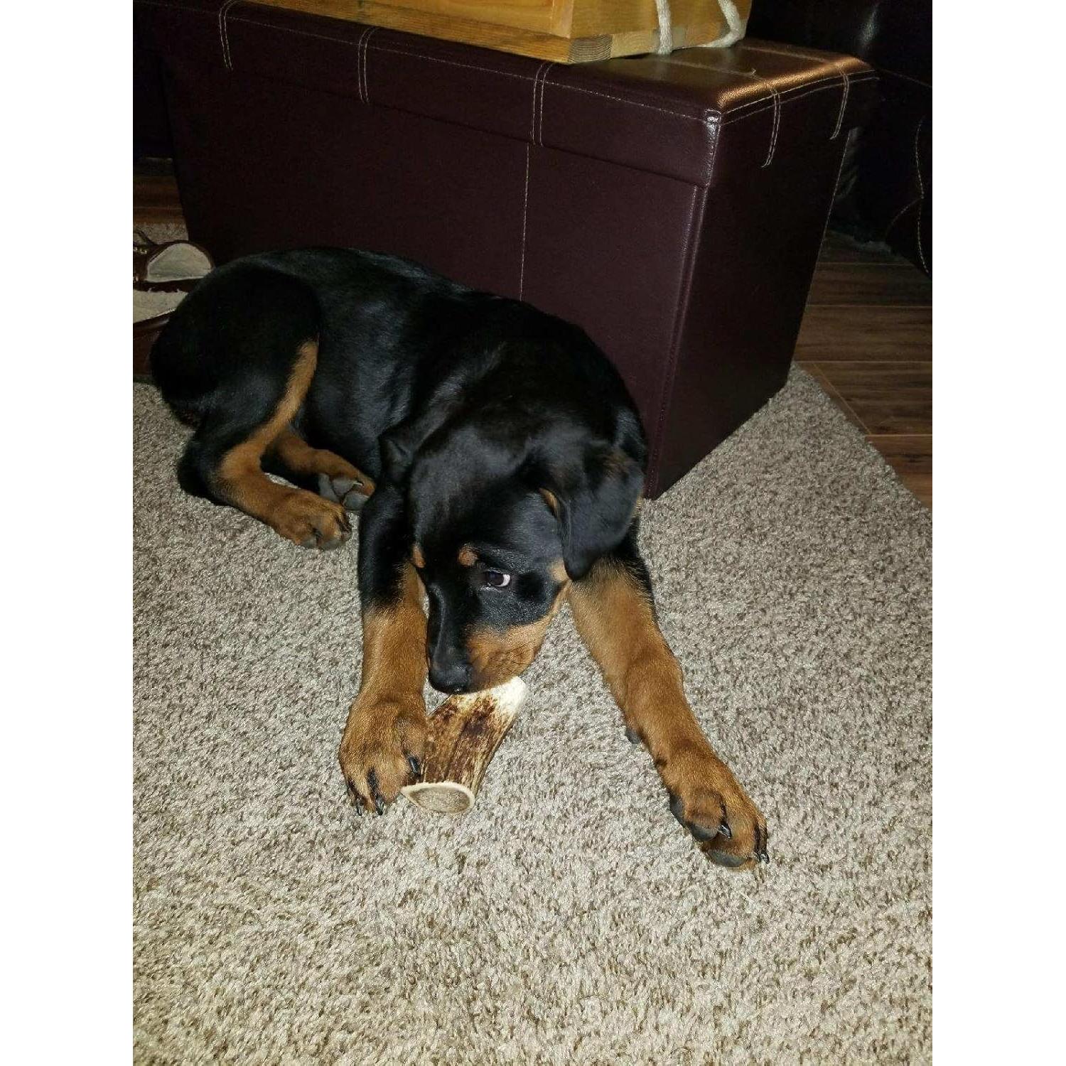 Cuernos de Alce para Perros Superior Antler - Grado A 142g