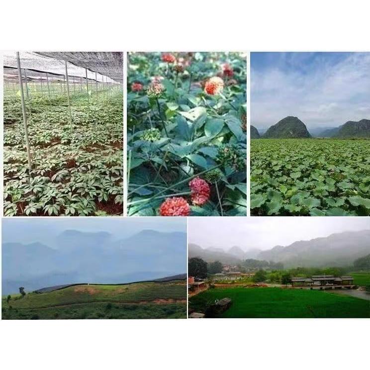 Polvo de Sanqi 100% Natural Yunnan - 250g Ginseng Tienchi