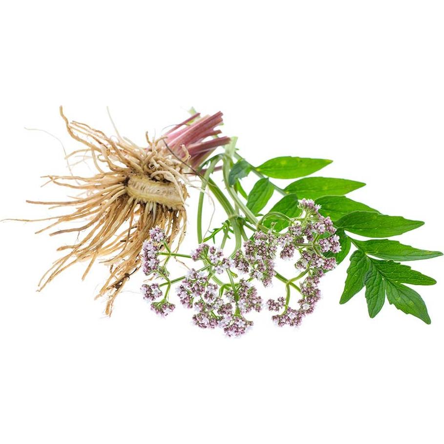 Raíz de Valeriana Orgánica Biokoma 100g - Té de Hierbas Sin Aditivos