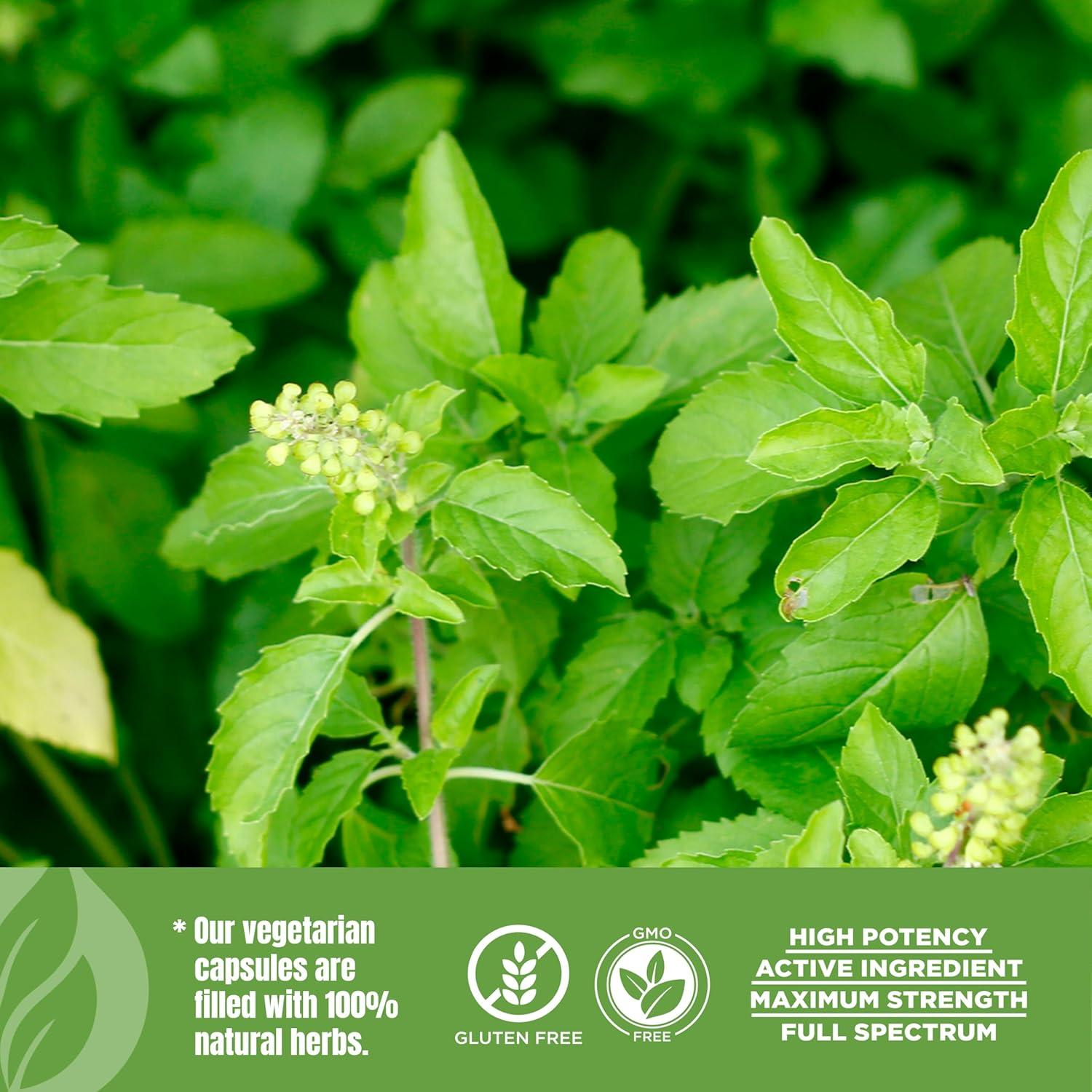 Cápsulas de Tulsi Albahaca Sagrada HerbsForever 60 Unidades 800 mg