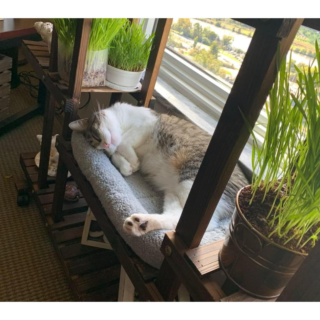 Alfombra para Gato PETLESO Pequeña 38x25cm Antideslizante