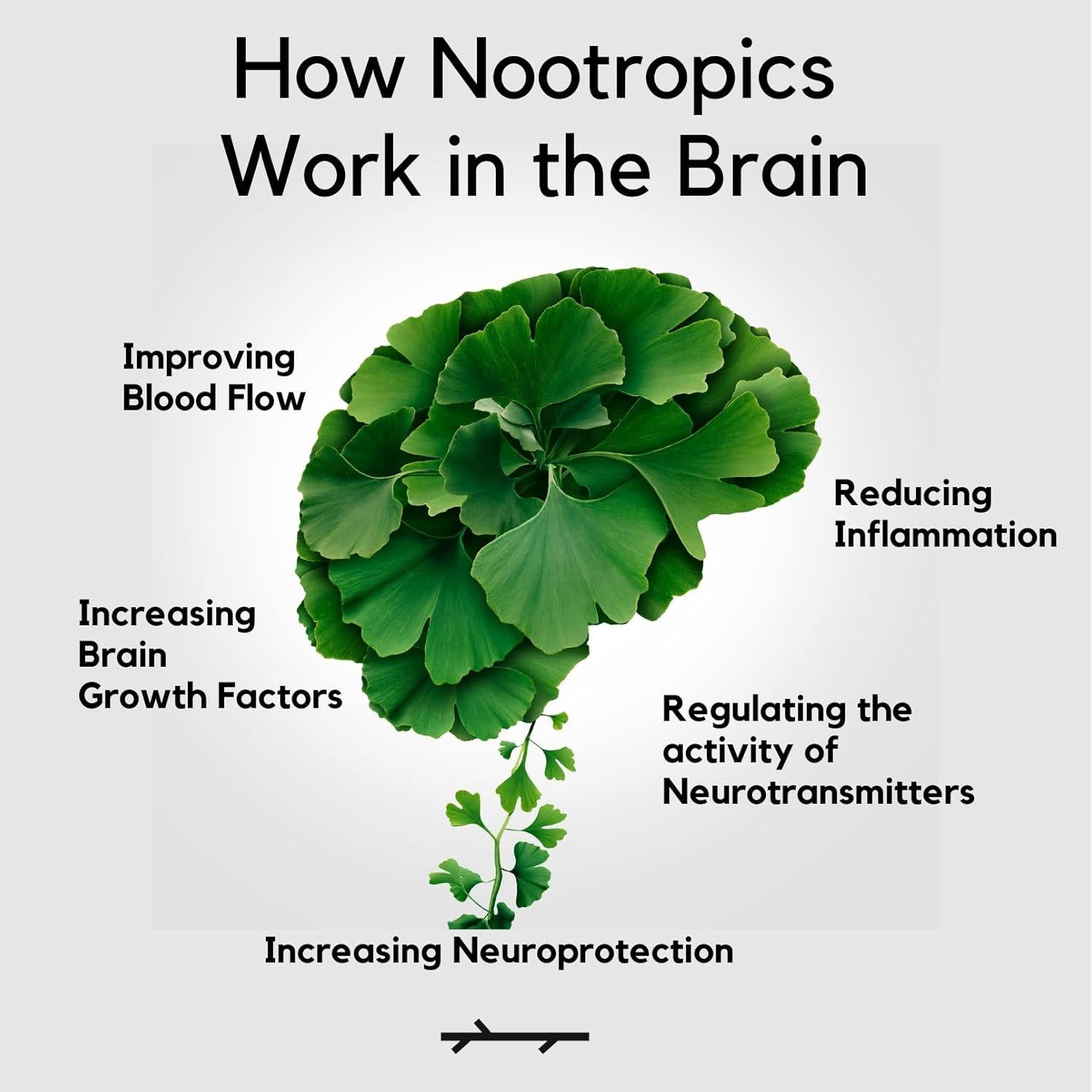 Suplemento Nootrópico PALO FOCUS 60 Cápsulas - Memoria y Concentración