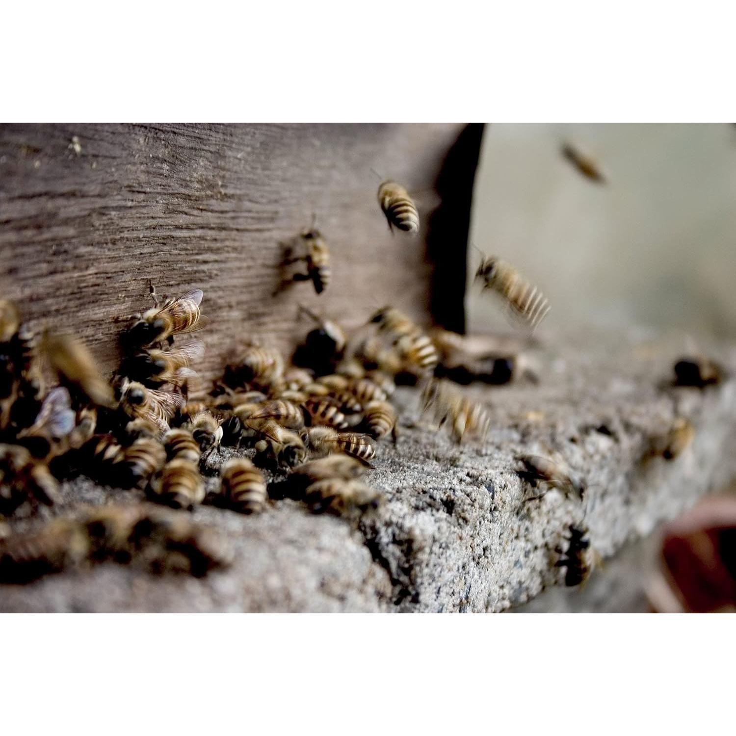 Propóleos Puro Crudo 50g - Calidad Cosmética - Fluxias