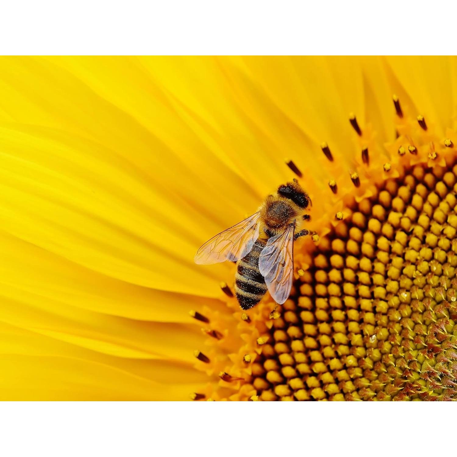 Propóleos Puro Crudo 50g - Calidad Cosmética - Fluxias