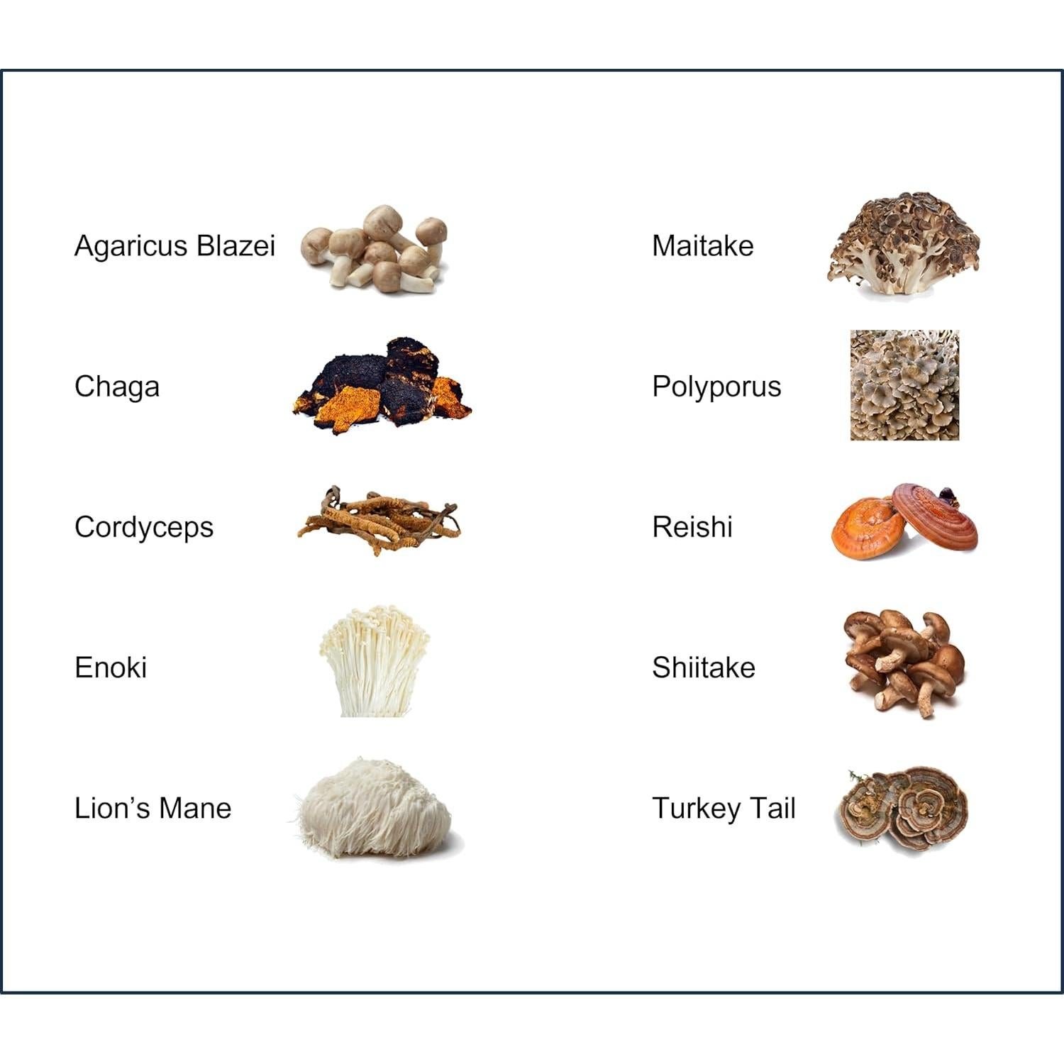 Suplemento de Champiñones Orgánicos Jetsu - Energía y Concentración