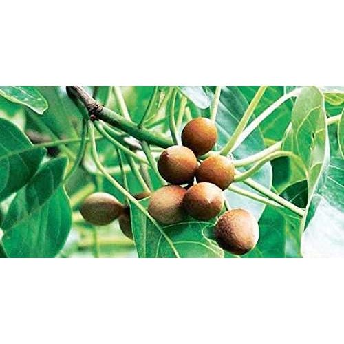 Gokshuradi Guggul 120 Cápsulas Vegetarianas - Harmony Nutraceuticals