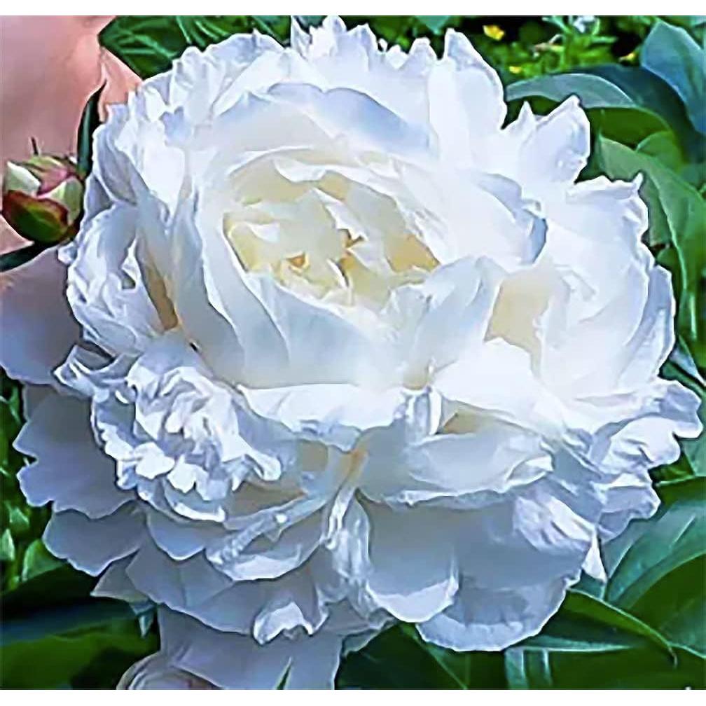 Bulbos de Peonía Doble Blanca Gardenia Marde Ross - 1 Cuenta