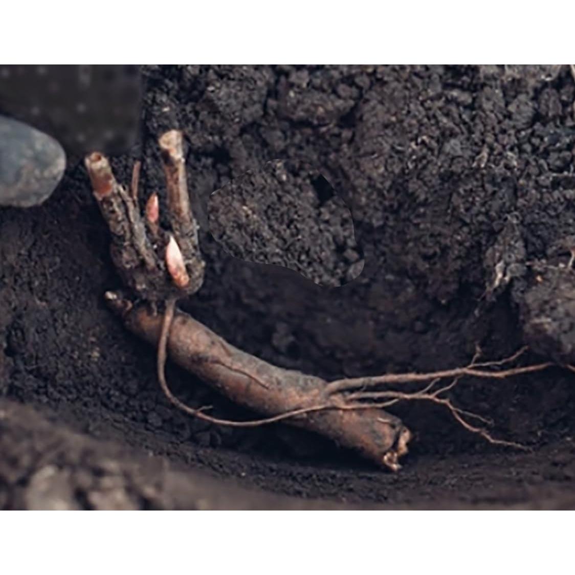 Bulbos de Peonía Doble Blanca Gardenia Marde Ross - 1 Cuenta