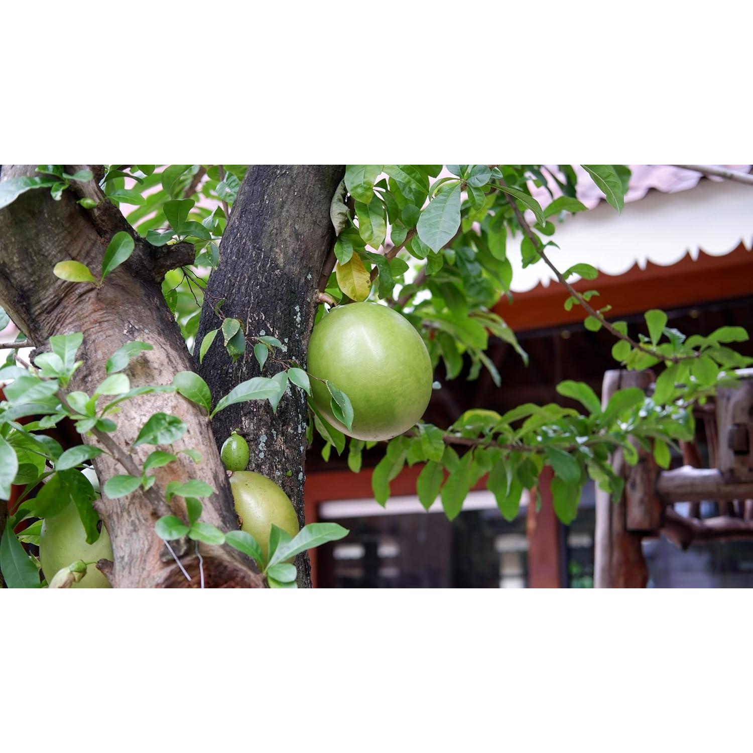 Polvo de Fruta Bael Orgánico Certificado Pure Indian Foods 227g