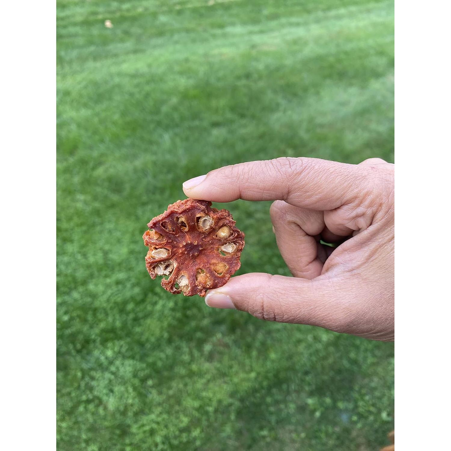 Polvo de Fruta Bael Orgánico Certificado Pure Indian Foods 227g