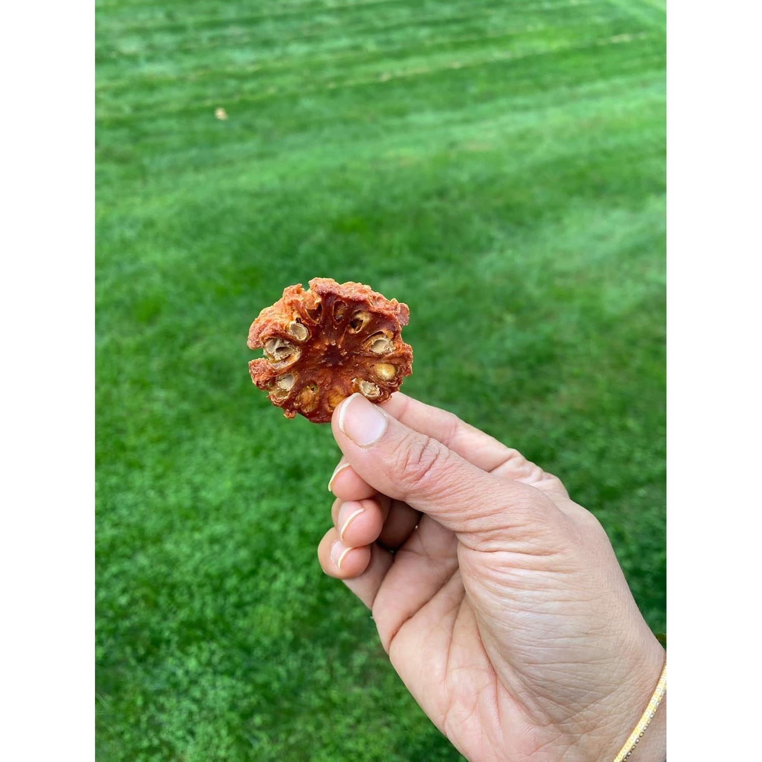 Polvo de Fruta Bael Orgánico Certificado Pure Indian Foods 227g