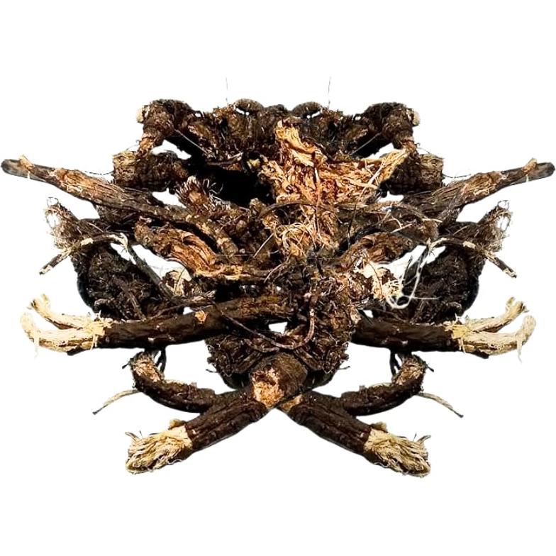 Raíz de Osha Silvestre 100g Herbalista - Limpieza y Meditación