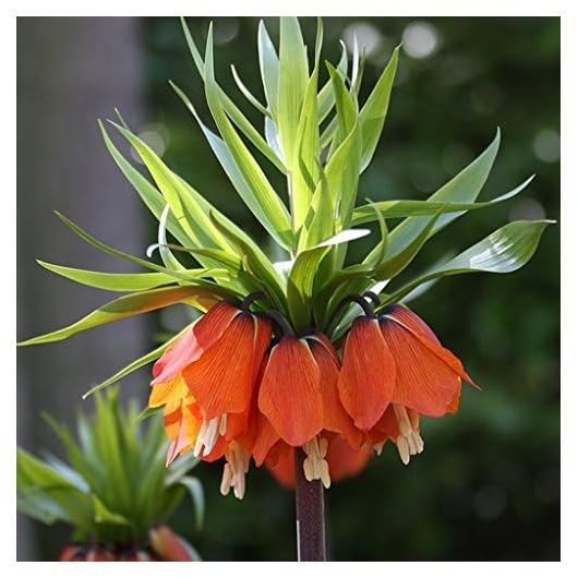 Bulbos de Fritillaria Rubra Maxima - Flores Naranjas 0.61-0.91m