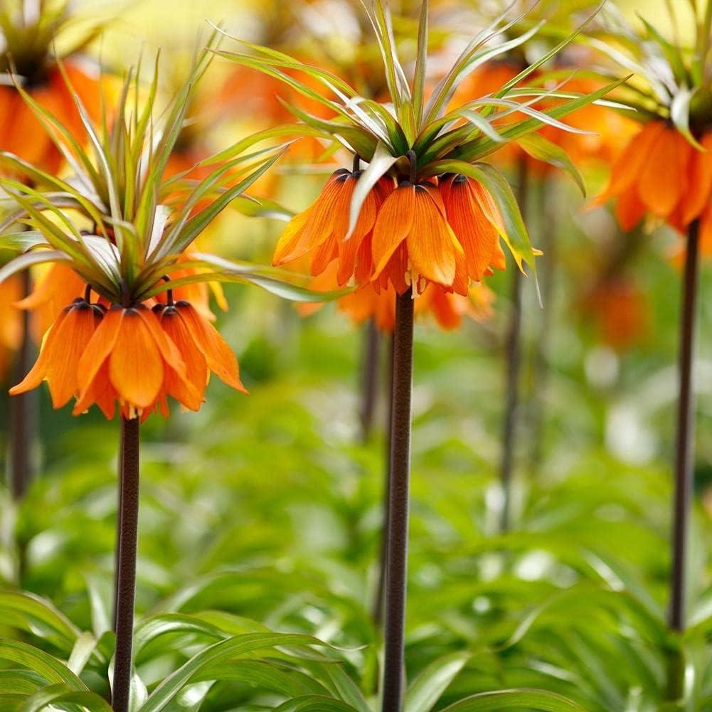 Bulbos de Fritillaria Rubra Maxima - Flores Naranjas 0.61-0.91m