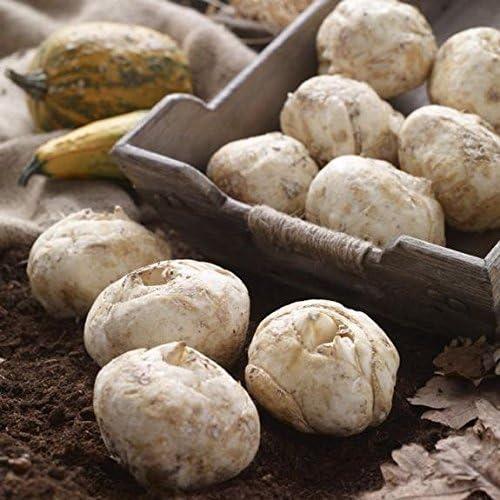 Bulbos de Fritillaria Rubra Maxima - Flores Naranjas 0.61-0.91m