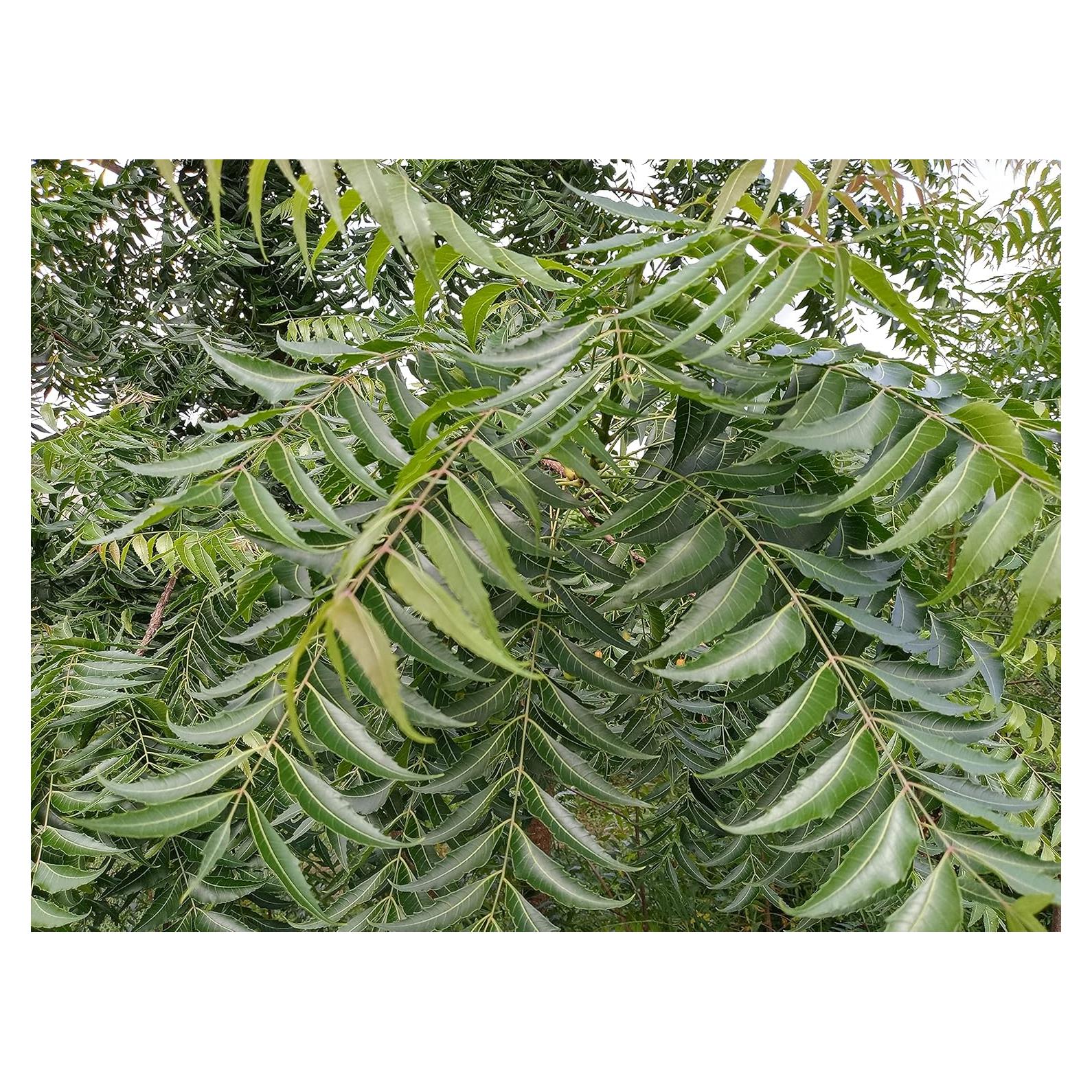 Hojas de Neem Frescas Orgánicas Hilltop Fresh 250 Unidades