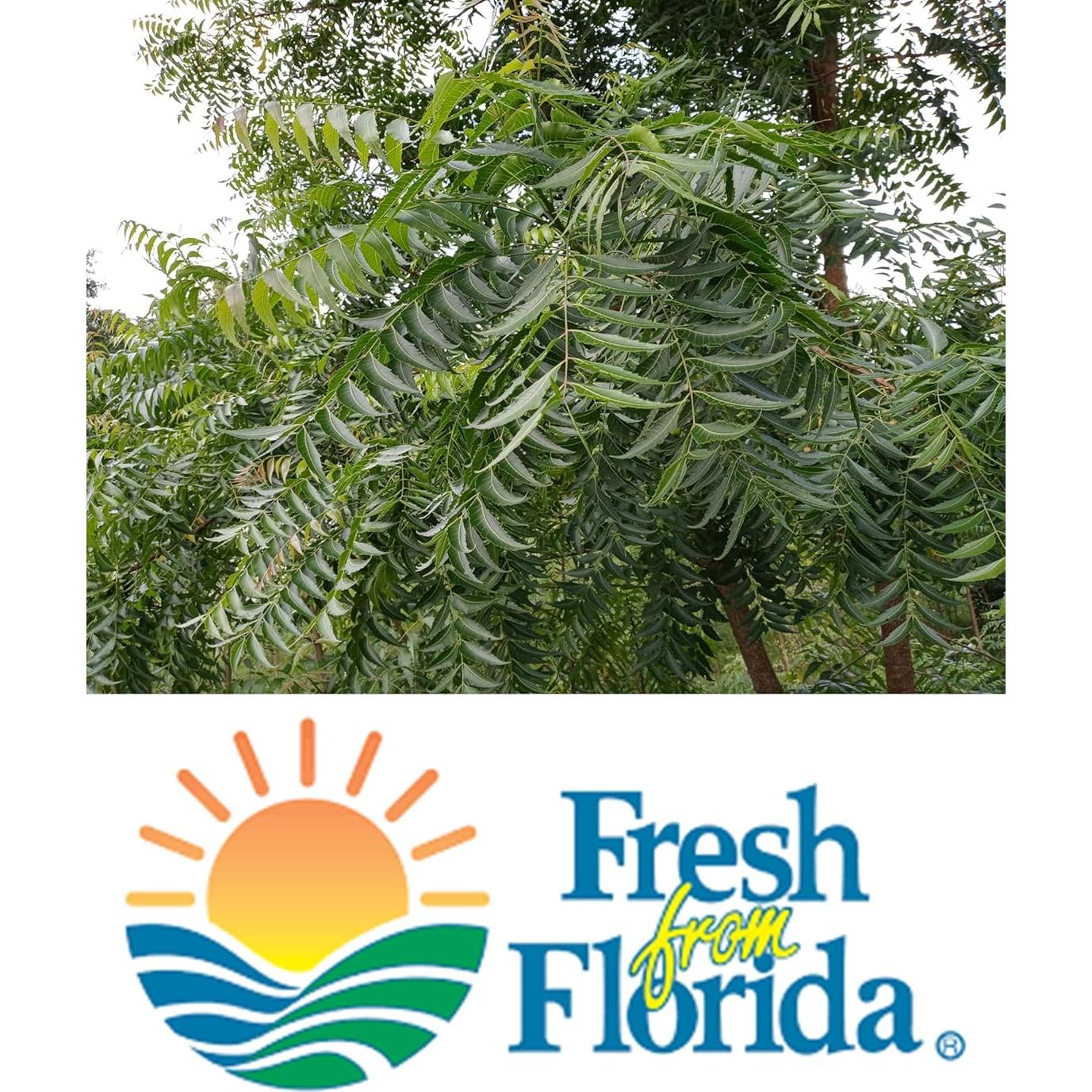 Hojas de Neem Frescas Orgánicas Hilltop Fresh 250 Unidades