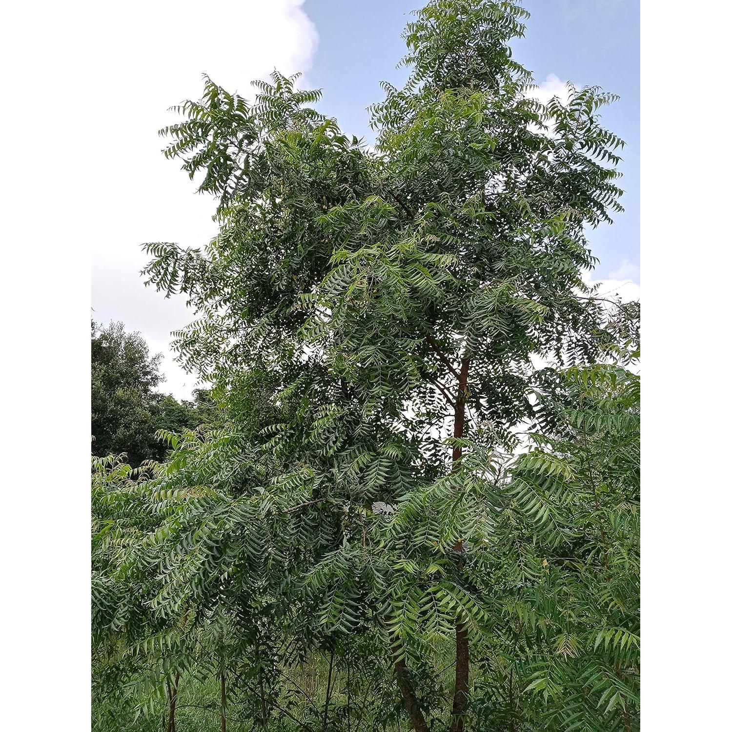 Hojas de Neem Frescas Orgánicas Hilltop Fresh 250 Unidades