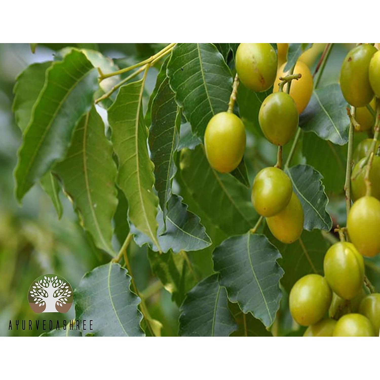 Polvo de hoja de neem 100 g IADPL | Suplemento natural para piel y cabello