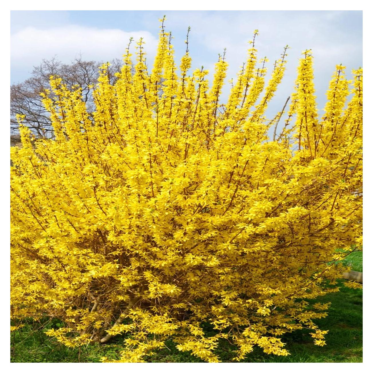 Forsythia Lynwood Gold 1 Paquete - Arbusto Floral Amarillo