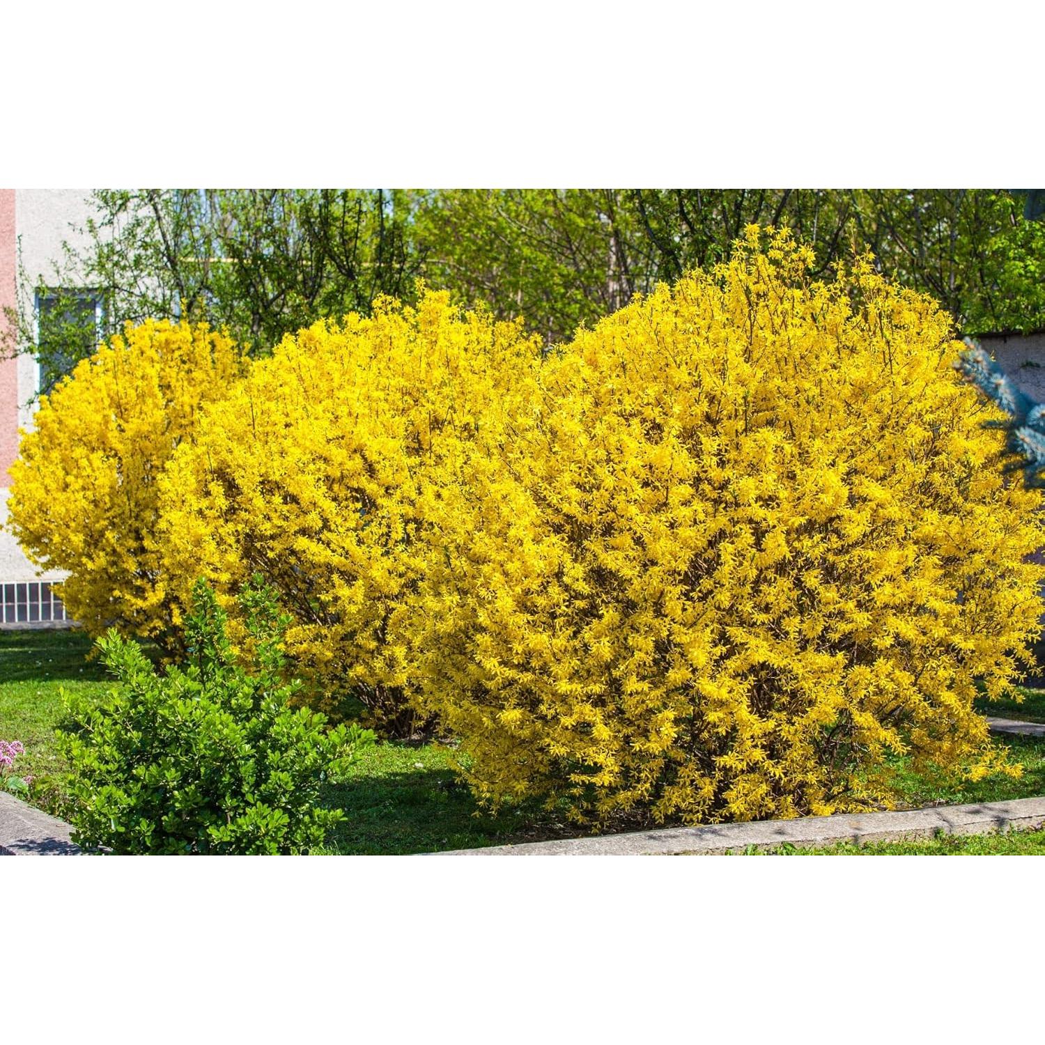 Forsythia Lynwood Gold 1 Paquete - Arbusto Floral Amarillo