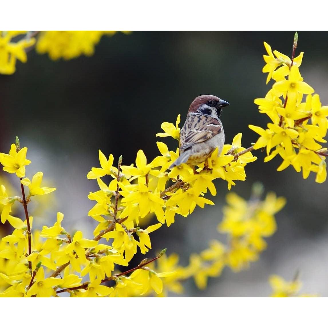 Forsythia Lynwood Gold 1 Paquete - Arbusto Floral Amarillo