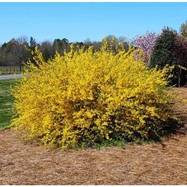 Forsythia Lynwood Gold 1 Paquete - Arbusto Floral Amarillo