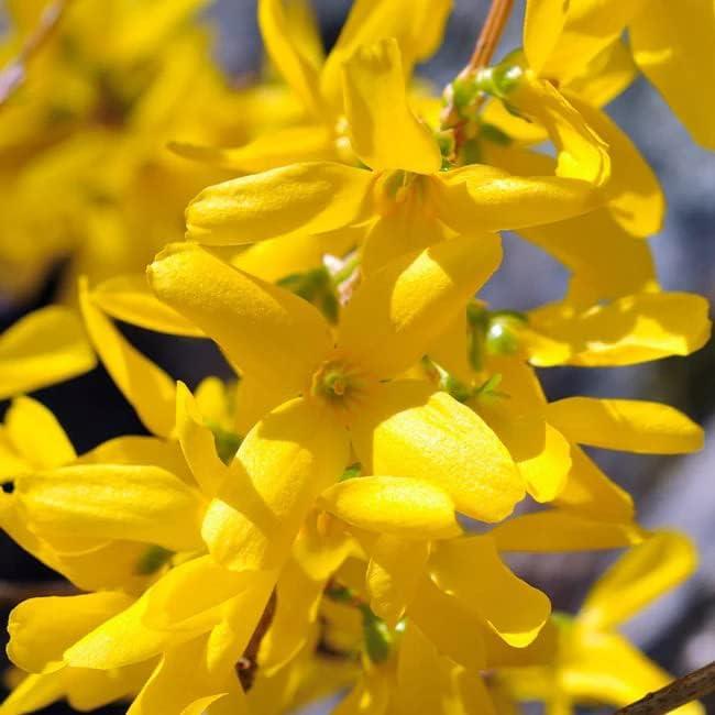 Forsythia Lynwood Gold 1 Paquete - Arbusto Floral Amarillo