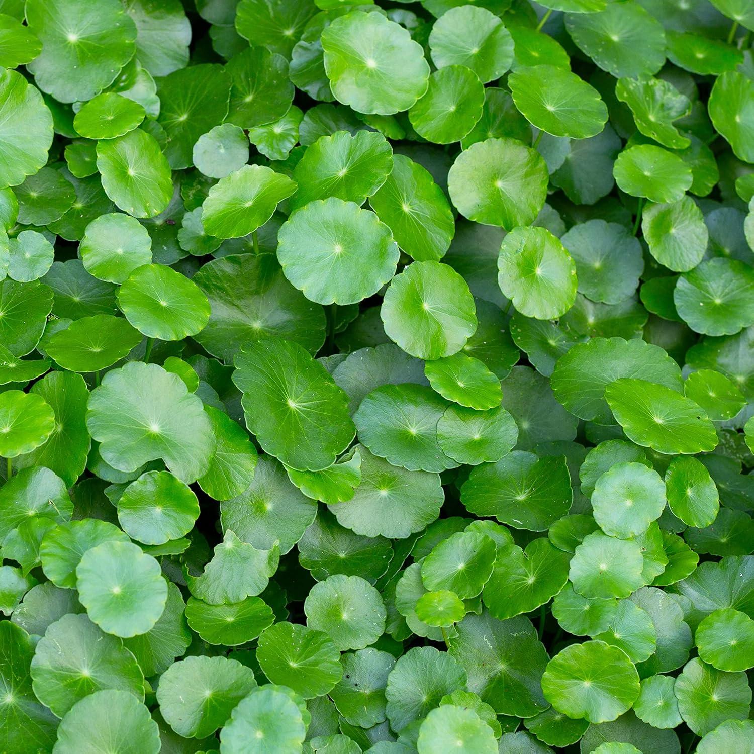 Té de Gotu Kola Krittiya Garden 60 Bolsitas 1.5g