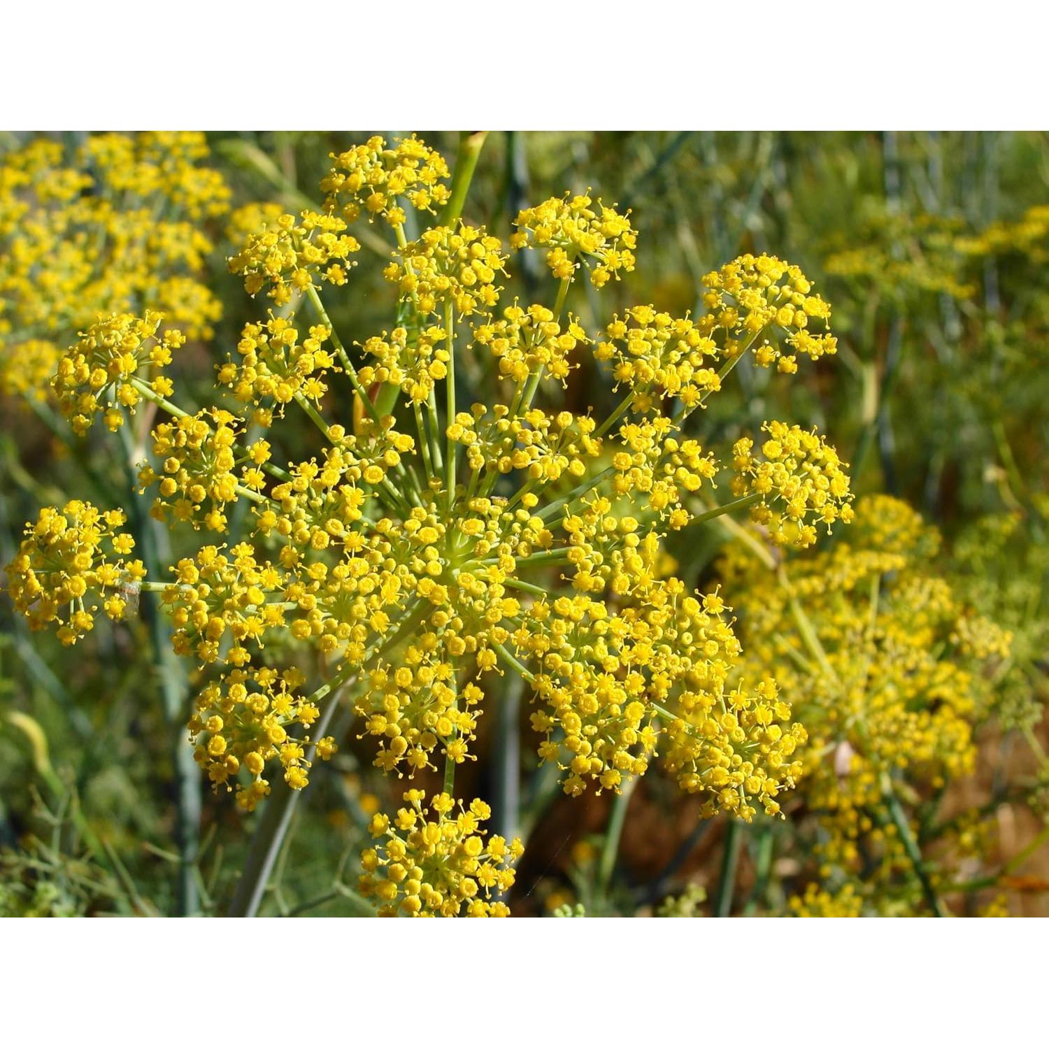 Polen de Hinojo Orgánico Pollen Ranch 14.17 g - Sabor Natural