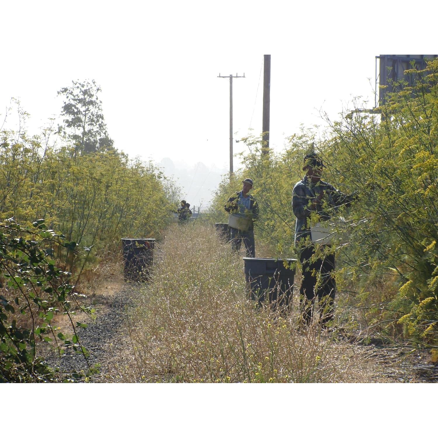 Polen de Hinojo Orgánico Pollen Ranch 14.17 g - Sabor Natural